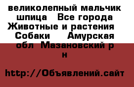 великолепный мальчик шпица - Все города Животные и растения » Собаки   . Амурская обл.,Мазановский р-н